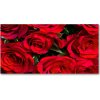 Foto obraz akrylový na stenu Červené ruže 100x50 cm
