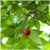 Jamajská čerešňa - Muntingia calabura - semená - 6 ks