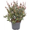 Červienka zakrpatená FloraSelf Photinia fraseri 'Little Red Robin' 40-60 cm kvetináč 6 l