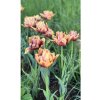 Tulipán 'Callahan' 5 ks