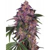 Sensi Seeds Sensi Purple Kush semena neobsahuji THC 10 ks
