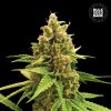 Bulk Seed Bank - Winning Cake 100 ks - Semená neobsahujú THC