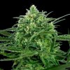 Sensi Seeds - Sensi Amnesia 1 ks - semená neobsahujú THC