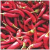 Paprika Kora Zel - Capsicum annuum - semená - 40 ks