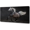 Foto obraz canvas Sivý arabský kôň 100x50 cm
