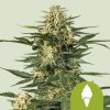 Royal Queen seeds Green Gelato Auto semena neobsahují THC 3 ks