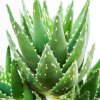 Sukulent Aloe Mitriformis rastlina do terária pre púštne plazy