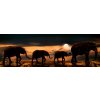 Sloní panorama - foto na plátne 30x90 cm