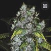 Bulk Seed Bank - Good Wild Shark 500 ks - semená neobsahujú THC
