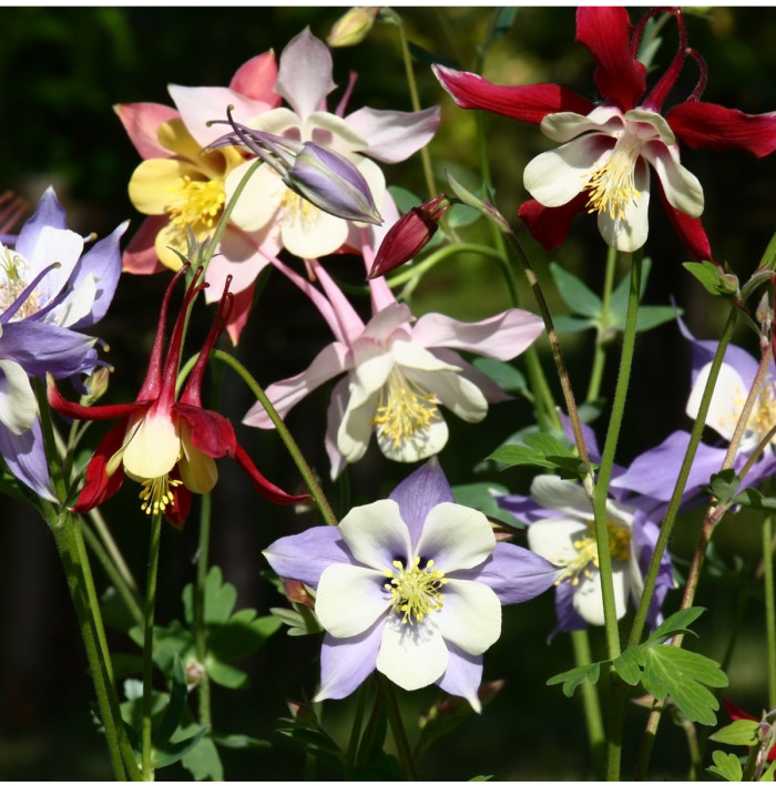 Orlíček veľkokvetý - zmes farieb - Aquilegia caerulea - semená - 250 ks