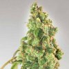 Expert Seeds - Nurse Lilly CBD 1 ks - Semená neobsahujú THC