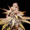Blimburn Seeds Cannabis Seeds Wifi OG Feminized 9 ks