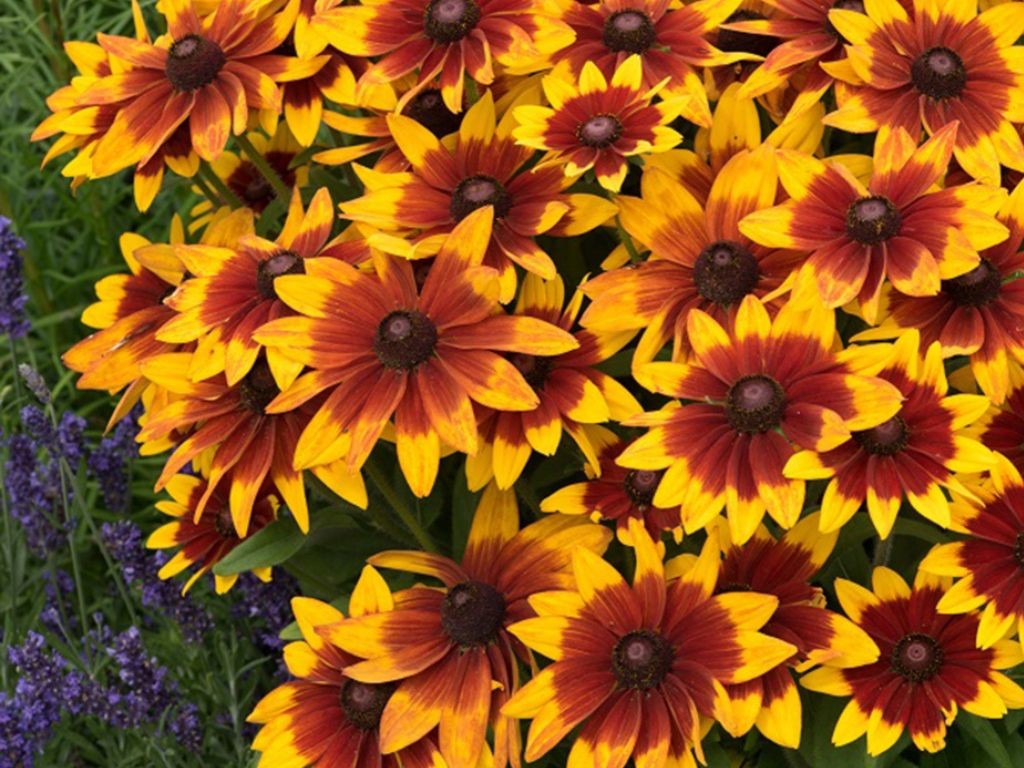 Rudbeckia Sunbeckia Mia, kont. 1 l