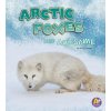 Arctic Foxes Are Awesome