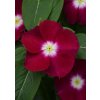 Semená kvetov, semená Vinca Catharanthus roseum previslá vinca Mediterranean Series Burgundy Halo 1000 semien