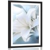 Plagát s paspartou biely kvet ľalie na abstraktnom pozadí