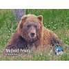 Vysoké Tatry Medveď hnedý
