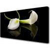 Obraz na plátne Kvety rastlina 100x50 cm
