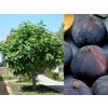 Figovník Brogiotto Nero na 70-80 cm kmienku, výška 100-130 cm, kvetináč 6 l