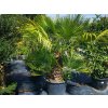 Chamaerops humilis 140-160cm, kont. 90 l