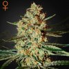 Green House Seed - Himalaya Gold 1 ks - semená neobsahujú THC