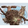 ZUTY Maľovanie podľa čísel - SOVY A HNIEZDO (D. RUSTY RUST) Rámovanie: vypnuté plátno na rám, Rozmer: 40x50 cm
