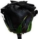 Darčeková stabilizovaná ruža - čierna