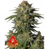 Fast Buds Cannabis Seeds GG4 Sherbet FF 5 ks