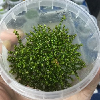 Rotala sp. Pearl