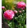 Iskerník ružový - Ranunculus asiaticus - predaj cibuľovín - 3 ks