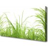 Obraz Canvas Tráva rastlina príroda 100x50 cm