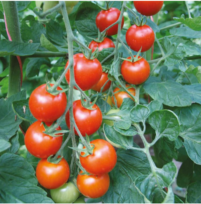 Paradajka - Bejbino F1 - Solanum lycopersicum - Semená rajčiaka - 7 Ks