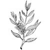 Alteya Tea Tree čajovníkový olej 100% Bio 5 ml