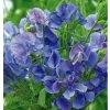 Hrachor voňavý kráľovský modrý - Lathyrus odoratus - semená - 20 ks