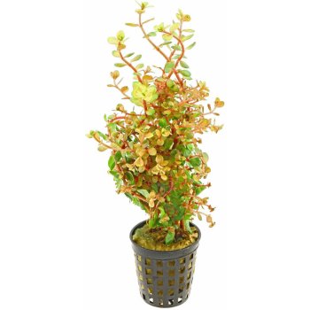 Rotala rotundifolia Orange Juice