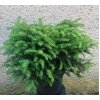 Smrek Obyčajný Tabuliformis Výška: 25 - 30cm, 3L