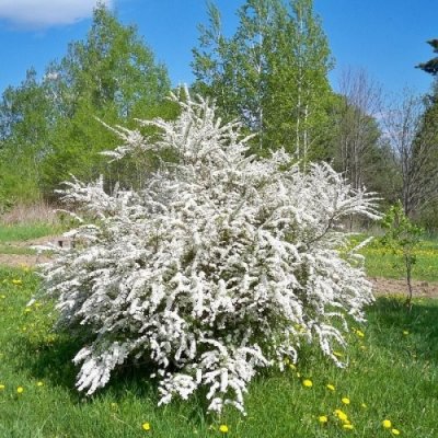 Spiraea x Vanhouttei (Tavoľník) ´VAN HOUTTEHO´ - kont. C3L, výška: 70-100 cm (-29°C)