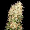 Buddha Seeds Panakeia High Terpenes CBG semena neobsahují THC 3 ks