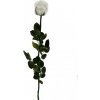 Stabilizovaná ruže - biela (Voľné balenie , White)