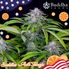 Buddha Seeds - Auto Tangie 3 ks - Semená neobsahujú THC.