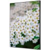 Jansen Display Textilná dekorácia na stenu A2 Biele kvety Spirea, 420 x 594 mm