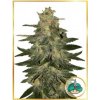 Mr. Hide Seeds - Auto Mazar Blue 100 ks - Semená neobsahujú THC