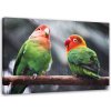 Obraz na plátně Barevní papoušci Ptáci - 100x70 cm