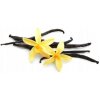 LASKA VANILKA 18CM BOURBON MADAGASKAR 1KS PREMIUM