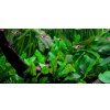 Tropica Cryptocoryne wendtii 'Green' 1-2 Grow!