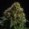 Vision Seeds - Delhi Cheese Auto 10 ks - Semená neobsahujú THC
