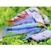 Aquascaperi Cichlidka Trojpruhá - Apistogramma / trifasciatum