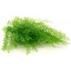 Stabilizovaná papraď Air svetlo zelená ( Sertularia )