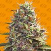 Original Sensible Seeds - Pellezino Cookies 3 ks - Semená neobsahujú THC