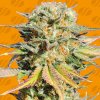 Original Sensible Seeds - Bruce Banner #3 3 ks - Semená neobsahujú THC